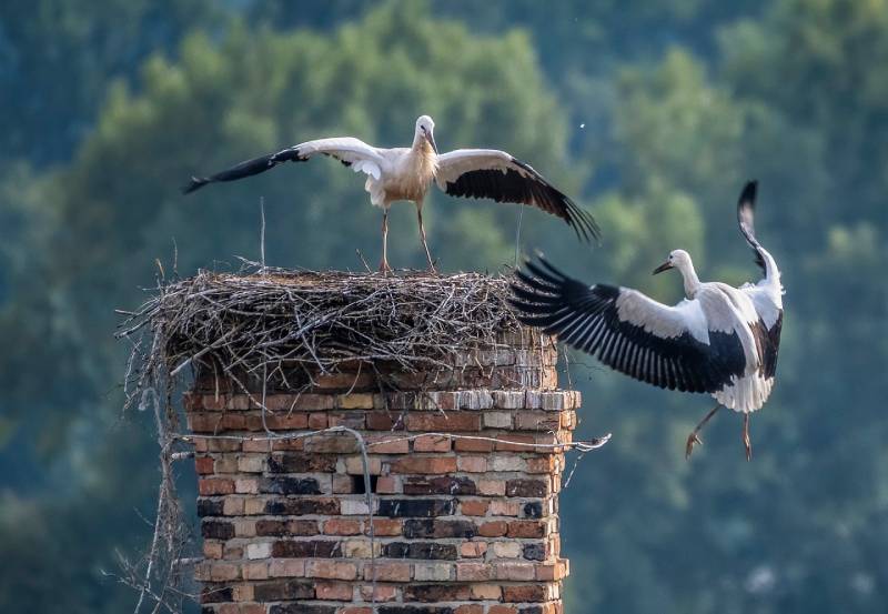 Professional Chimney Animal Removal Services in Pacific Palisades, California