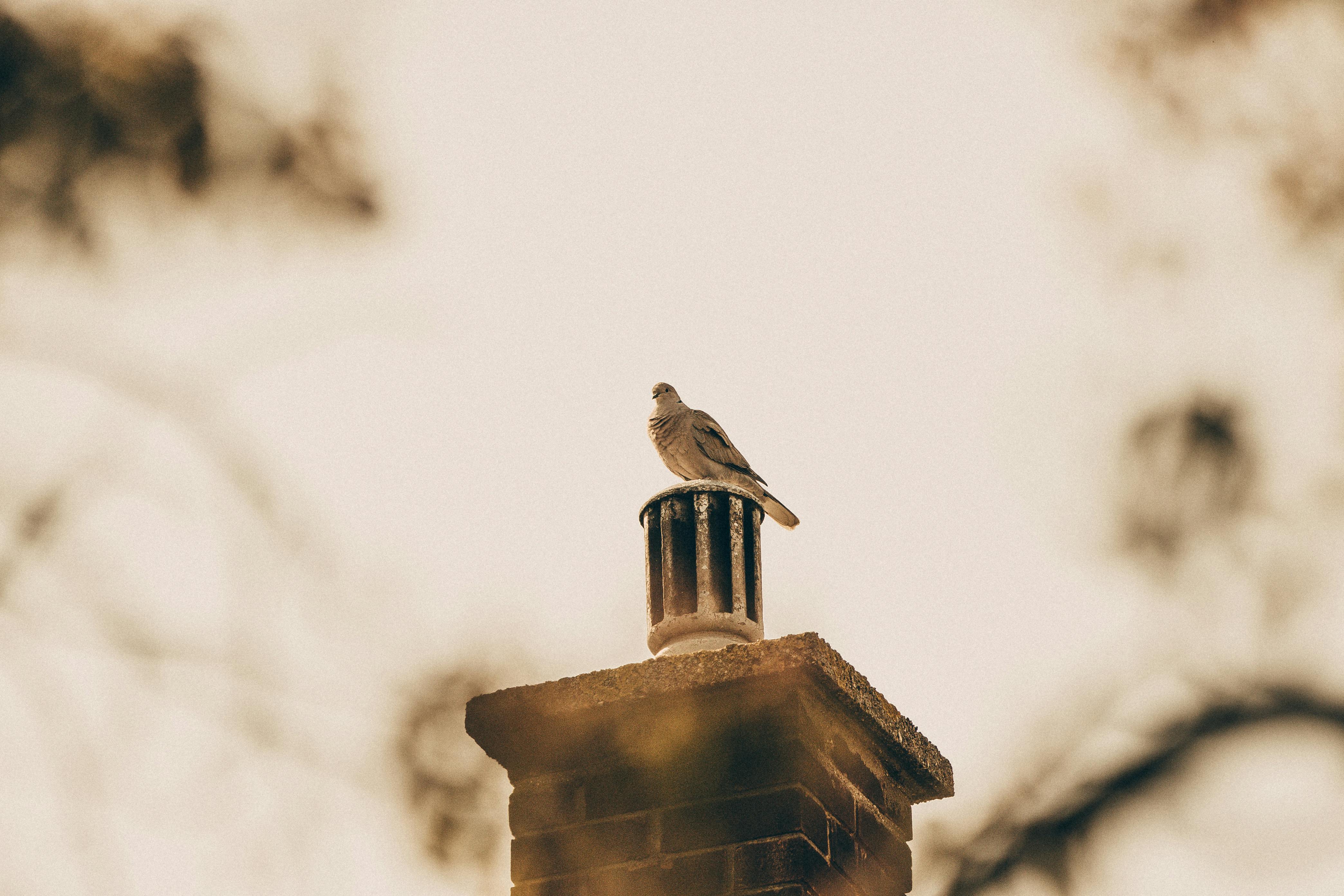 Expert Chimney Cap Installation in Pacific Palisades, California
